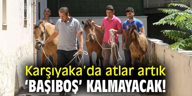 Atlar artık ‘başıboş’ kalmayacak!