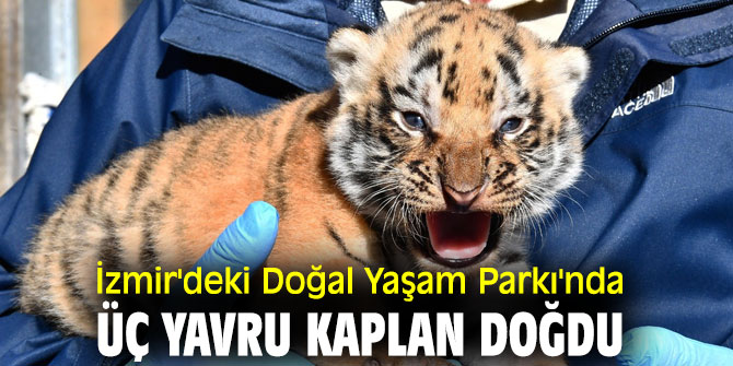 İzmir'deki Doğal Yaşam Parkı'nda üç yavru kaplan doğdu