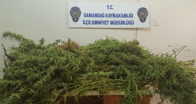 Evin banyosunu kenevir bahçesi olmuş!