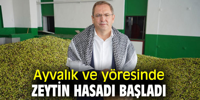 Ayvalık ve yöresinde zeytin hasadı başladı