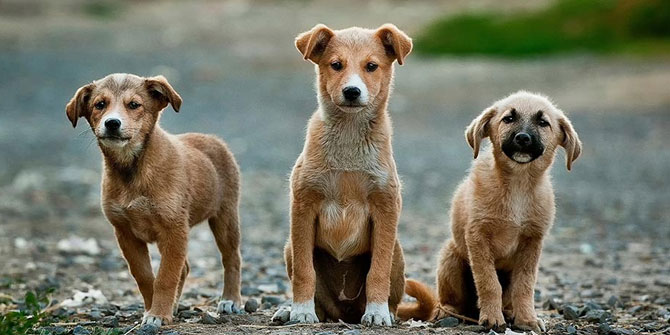 Sokak  hayvanlarına destek için proje
