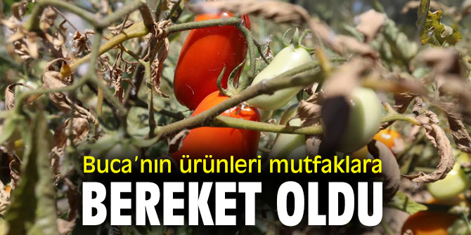 Buca’nın ürünleri mutfaklara bereket oldu 
