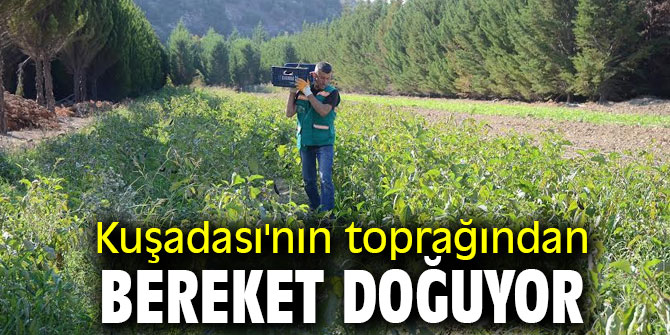 Kuşadası'nn toprağından bereket doğuyor