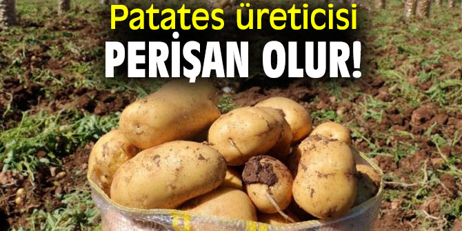 Patates üreticisi perişan olur!