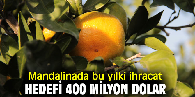 Mandalinada ihracat hedefi belli oldu