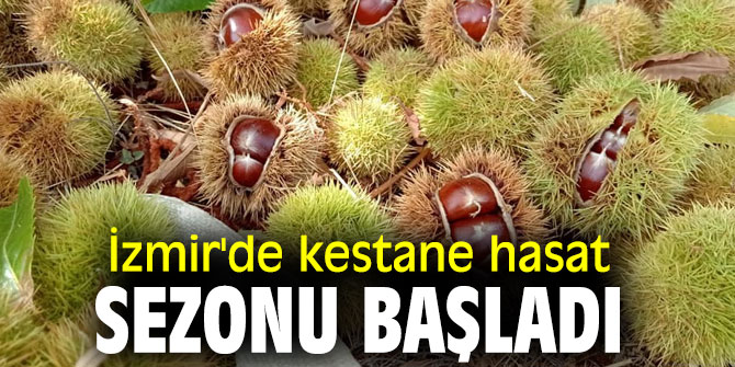 İzmir'de kestane hasat sezonu başladı