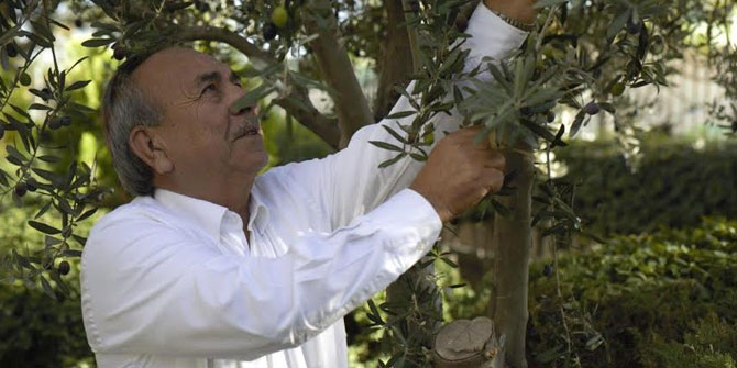 Tariş Zeytinyağı Birliği fiyat açıkladı! 