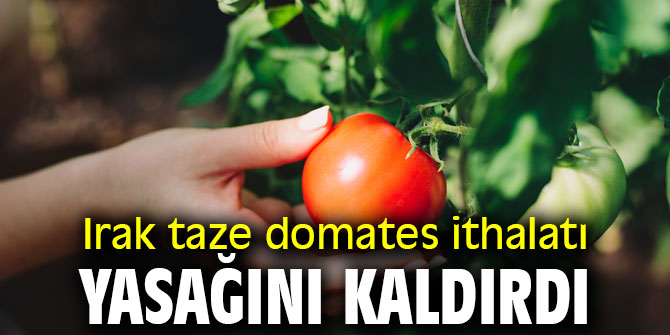 Irak’a taze domates ihracatı serbest