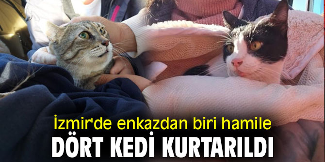 İzmir'de enkazdan biri hamile dört kedi kurtarıldı
