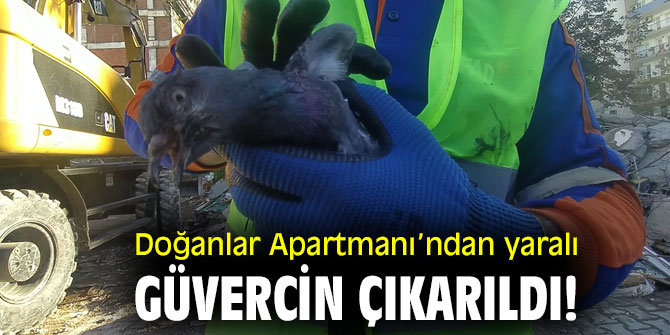 Doğanlar Apartmanı'ndan yaralı güvercin çıkarıldı!