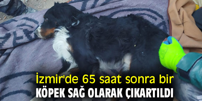 65 saat sonra bir köpek sağ olarak çıkartıldı