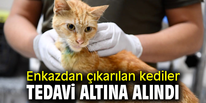 Enkazdan çıkarılan can dostlar tedavi ediliyor