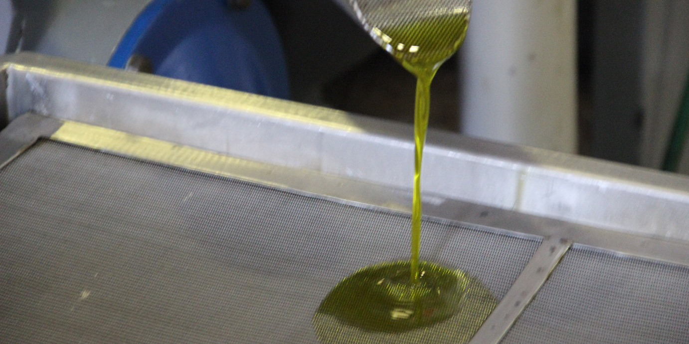 Foça'da zeytin bereketi