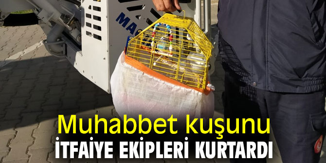 Muhabbet kuşunu itfaiye ekipleri kurtardı