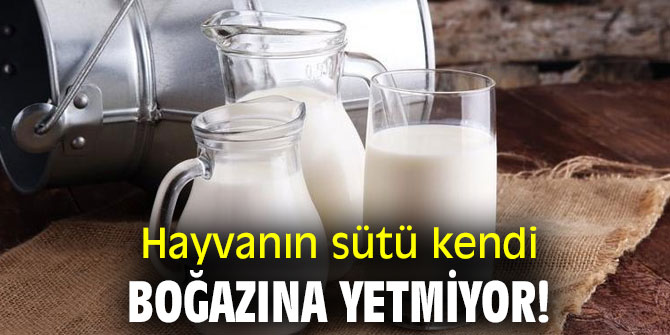 Hayvanın sütü kendi boğazına yetmiyor!