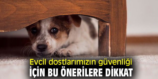 Evcil dostlarımızın güvenliği için bu önerilere dikkat