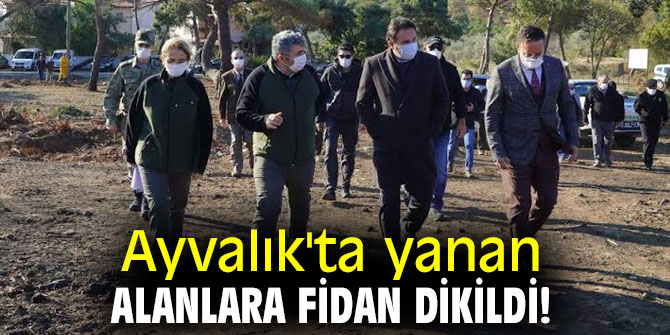 Ayvalık'ta yanan alanlara fidan dikildi!