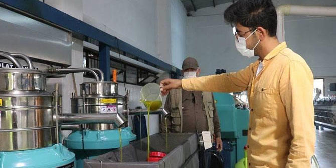 FOÇA'DA ZEYTİN HASADI VE SIKIMI BAŞLADI