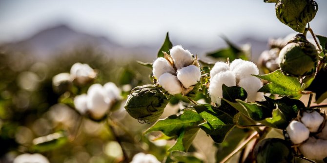Amerikan pamuk endüstrisinden Türkiye’de ilk sanal etkinlik! 