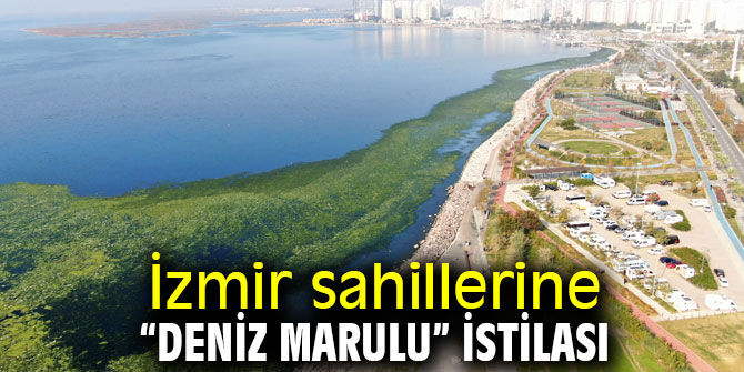 İzmir sahillerini “deniz marulu” istila etti!