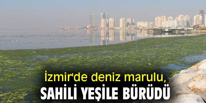 İzmir'de deniz marulu, sahili yeşile bürüdü