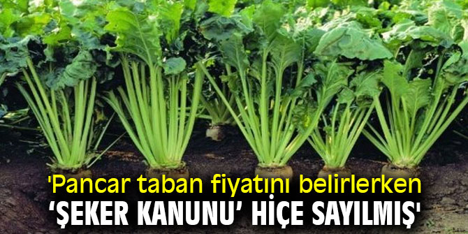 'Pancar taban fiyatını belirlerken ‘Şeker Kanunu’ hiçe sayılmış'