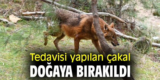 İzmir'de tedavisi yapılan çakal doğaya bırakıldı
