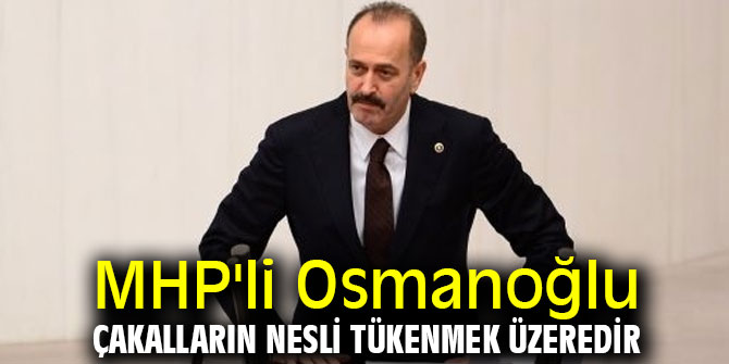 MHP'li Osmanoğlu, Çakalların nesli tükenmek üzeredir