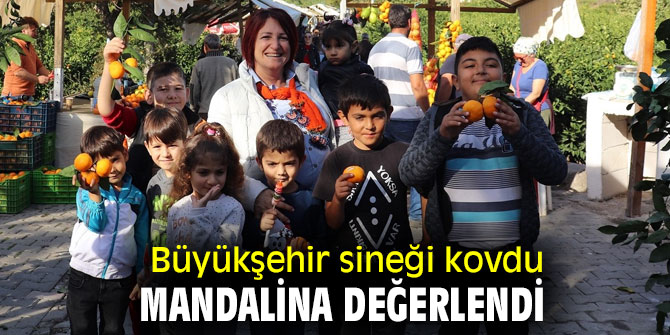 Büyükşehir sineği kovdu, mandalina değerlendi