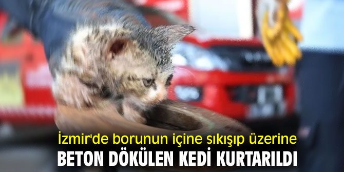 İzmir'de borunun içine sıkışıp üzerine beton dökülen kedi kurtarıldı
