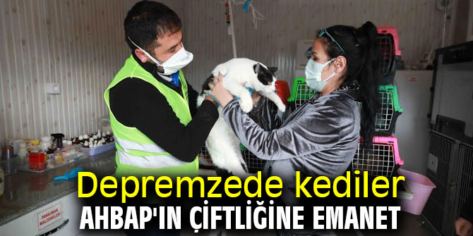 Depremzede kediler AHBAP'ın çiftliğine emanet