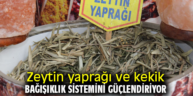Dikkat! Zeytin yaprağı ve kekik bağışıklık sistemini güçlendiriyor