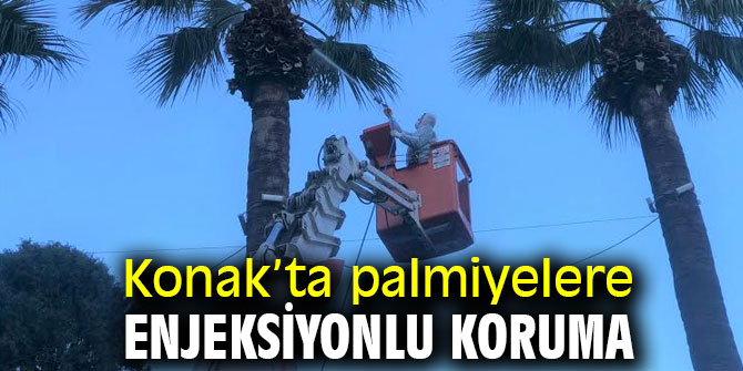 Konak’ta palmiyelere enjeksiyonlu koruma