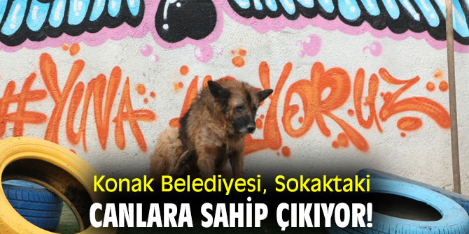 Konak Belediyesi, Sokaktaki canlara sahip çıkıyor!