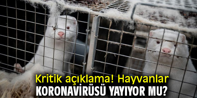 Hayvanlar koronavirüsü yayıyor mu? 