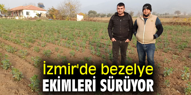 İzmir'de bezelye ekimleri sürüyor