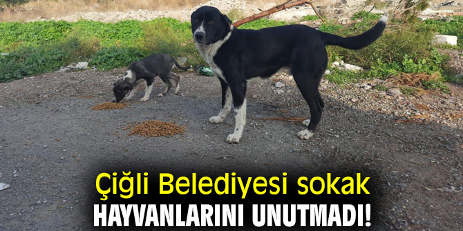 Çiğli Belediyesi sokak hayvanlarını unutmadı! 