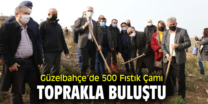 Güzelbahçe’de 500 Fıstık Çamı dikildi!