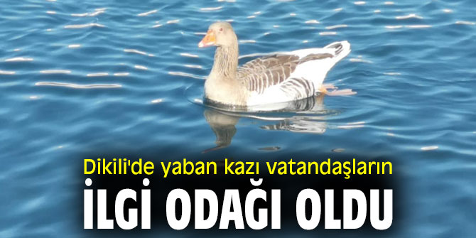 Dikili'de yaban kazı vatandaşların ilgi odağı oldu