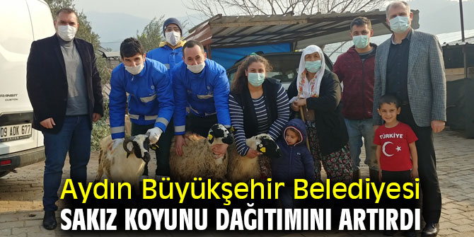 Aydın Büyükşehir Belediyesi Sakız Koyunu Dağıtımını Artırdı