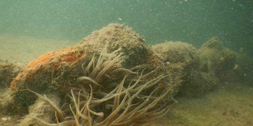 Çeşme Marina Deniz Patlıcanı Projesi Başarıyla sürüyor