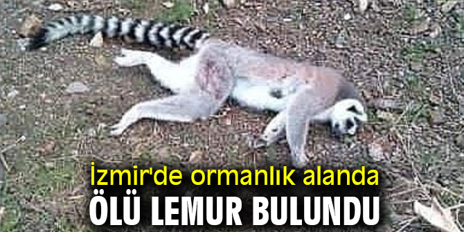 Ormanlık alanda ölü lemur bulundu
