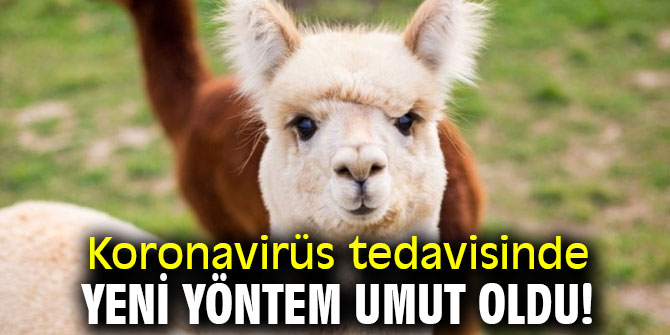 Koronavirüs tedavisinde yeni yöntem umut oldu!