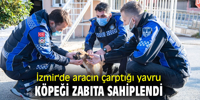 İzmir'de aracın çarptığı yavru köpeği zabıta sahiplendi