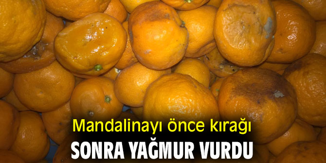 Mandalinayı önce kırağı sonra yağmur vurdu