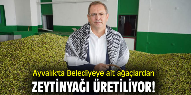 Ayvalık'ta Belediyeye ait ağaçlardan zeytinyağı üretiliyor!