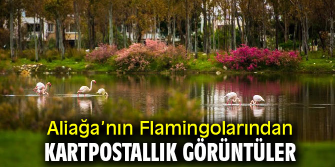 ‘Aliağa Kuş Cenneti’ Ziyaretçilerine Görsel Şölen Sunuyor