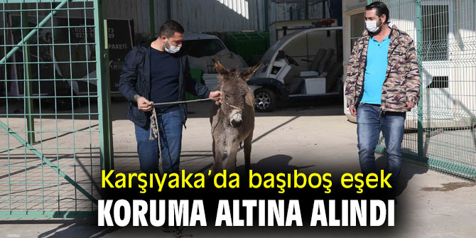 Karşıyaka’da başıboş eşek koruma altına alındı