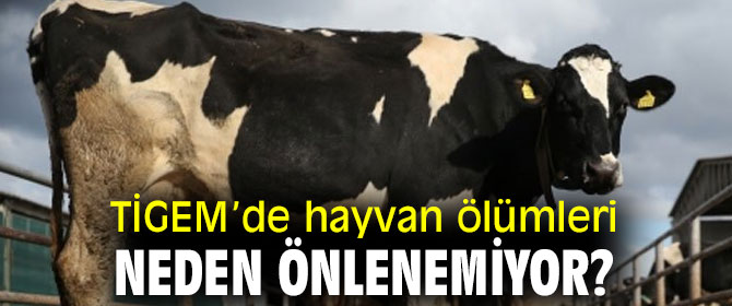 TİGEM’de hayvan ölümleri neden önlenemiyor?