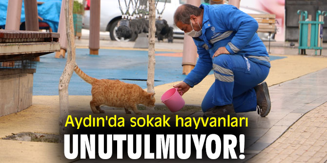 Aydın'da sokak hayvanları unutulmuyor!